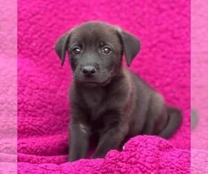 Labrador Retriever-Unknown Mix Dogs for adoption in San Diego, CA, USA