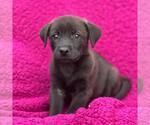 Small Labrador Retriever Mix