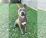 Small American Staffordshire Terrier
