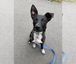 Small #4 Mountain Cur Mix