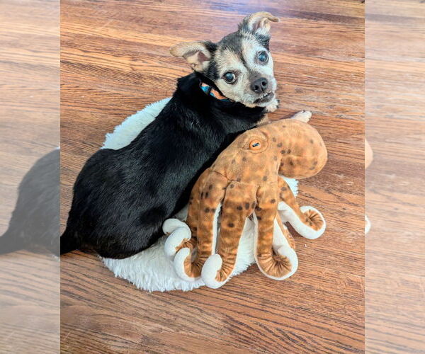 Medium Photo #3 Chipin Puppy For Sale in Princeton, MN, USA