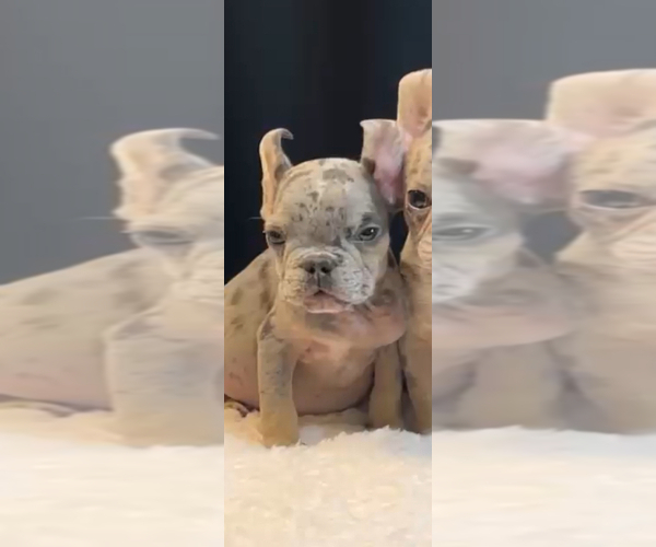 Medium Photo #6 French Bulldog Puppy For Sale in ENCINO, CA, USA