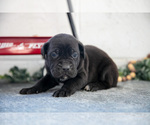 Small Photo #15 Cane Corso Puppy For Sale in BIRD IN HAND, PA, USA