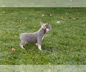 French Bulldog Puppy for sale in NAPPANEE, IN, USA