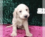 Puppy 8 Labradoodle