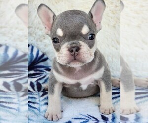 French Bulldog Puppy for sale in HESPERIA, CA, USA