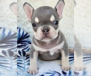 Medium French Bulldog