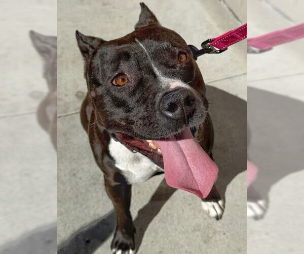 Medium Photo #6 American Staffordshire Terrier-Unknown Mix Puppy For Sale in Lake Forest, CA, USA