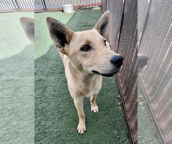 Medium Photo #8 Shiba Inu-Unknown Mix Puppy For Sale in Rockwall, TX, USA