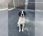 Small #2 Boxador