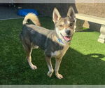 Small Siberian Husky Mix