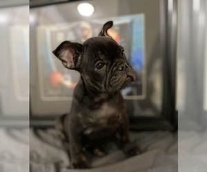 French Bulldog Puppy for sale in WALDORF, MD, USA
