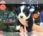 Small Photo #33 Australian Shepherd Puppy For Sale in ACTON, CA, USA