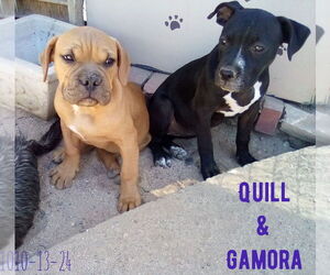 Gamora-in a foster home - Female Boxer-Unknown Mix Dog for Adoption - Photo #3
