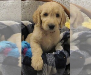 Goldendoodle Puppy for sale in FARMINGTON, NY, USA