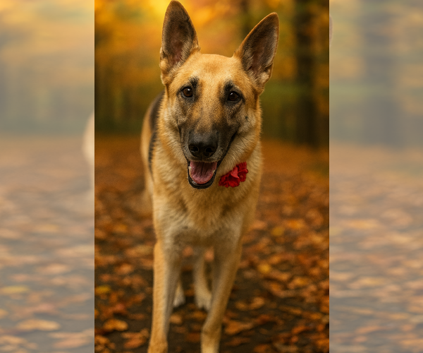 Medium Photo #1 German Shepherd Dog Puppy For Sale in Phoenix, AZ, USA