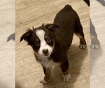Small #2 Miniature Australian Shepherd