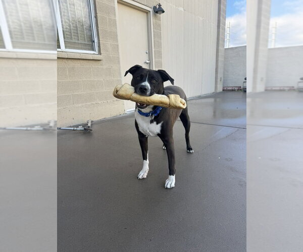 Medium Photo #1 Mutt Puppy For Sale in Chandler, AZ, USA