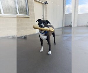Mutt Dogs for adoption in Chandler, AZ, USA