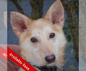 Shiba Inu-Unknown Mix Dogs for adoption in Huntley, IL, USA