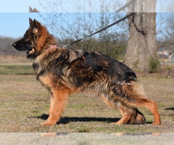 Medium Photo #2 German Shepherd Dog Puppy For Sale in MORRILTON, AR, USA