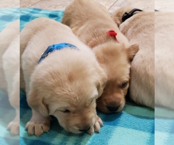 Medium Photo #38 Labrador Retriever Puppy For Sale in OLYMPIA, WA, USA