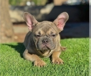 French Bulldog Puppy for sale in DENVER, CO, USA