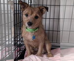 Small #1 Mutt