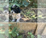Image preview for Ad Listing. Nickname: Leo