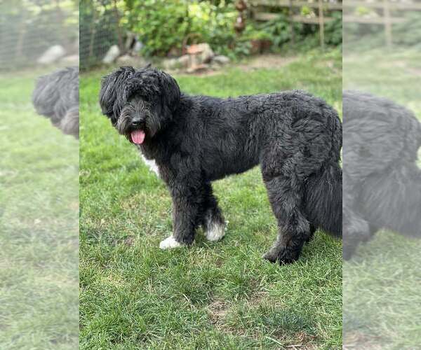 Medium Photo #39 Mutt Puppy For Sale in New York, NY, USA