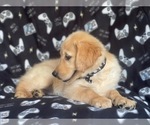 Small Photo #12 Golden Retriever Puppy For Sale in LAKELAND, FL, USA
