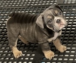 Small Photo #8 English Bulldog Puppy For Sale in BUCKEYE, AZ, USA