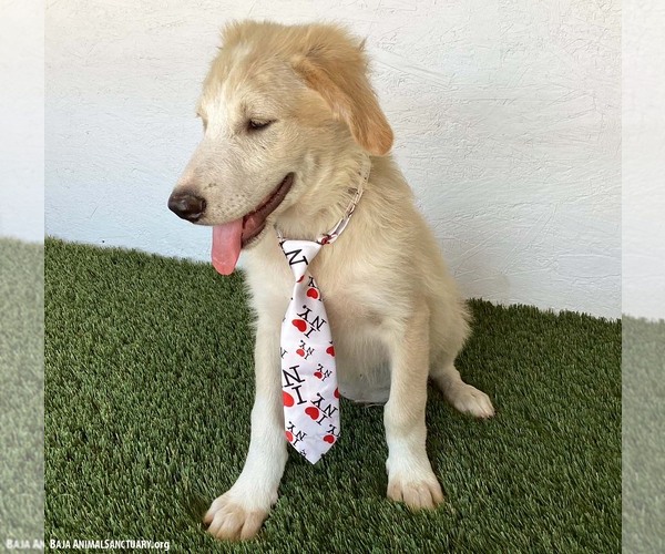 Medium Photo #4 Golden Retriever-Unknown Mix Puppy For Sale in San Diego, CA, USA