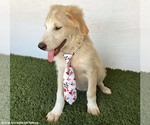 Small #3 Golden Retriever Mix