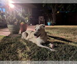 Small #3 Great Pyrenees Mix
