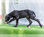 Small #2 Great Dane