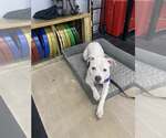 Small Photo #8 Mutt Puppy For Sale in Crete, IL, USA