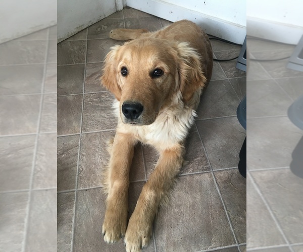 Medium Photo #1 Golden Retriever Puppy For Sale in NUNN, CO, USA