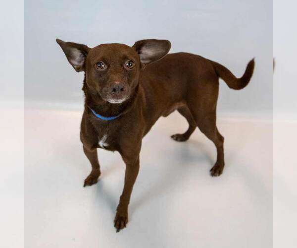 Medium Photo #5 Chihuahua-Unknown Mix Puppy For Sale in Kennesaw, GA, USA