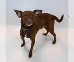 Small #4 Chihuahua Mix