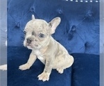 Small French Bulldog