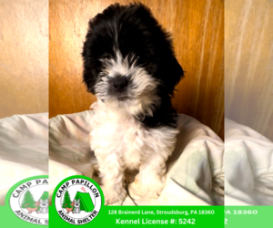 Maltese Dogs for adoption in Stroudsburg, PA, USA