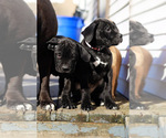 Small #2 Boerboel-Boxer Mix
