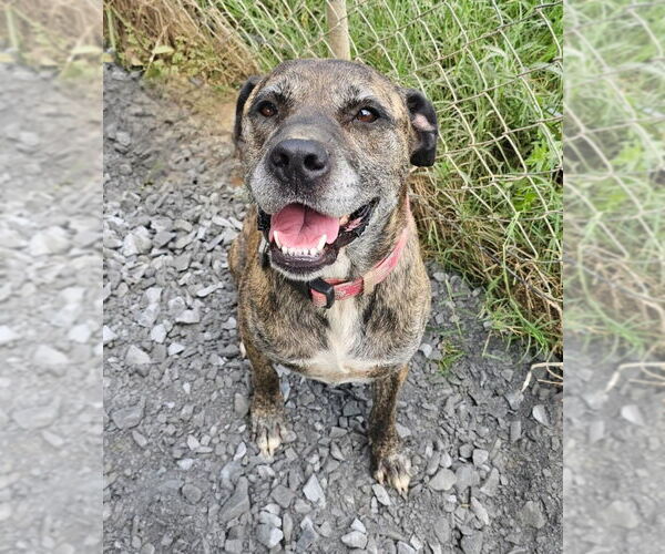 Medium Photo #2  Puppy For Sale in , 