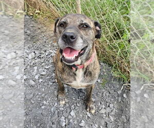 Mastador Dogs for adoption in Blacksburg, SC, USA