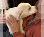 Small #2 Mutt