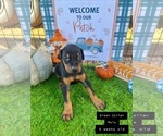 Small Photo #8 Doberman Pinscher Puppy For Sale in COMANCHE, OK, USA