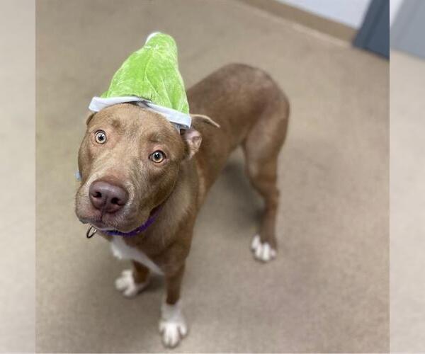 Medium Photo #2 American Pit Bull Terrier Puppy For Sale in Aurora, CO, USA