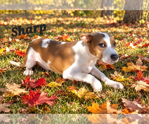 Medium Photo #3 American Pit Bull Terrier-Unknown Mix Puppy For Sale in Southbury, CT, USA