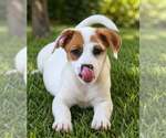 Small #1 Labrador Retriever Mix